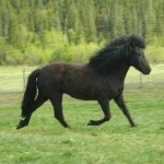 koltinna3ar1-150x150