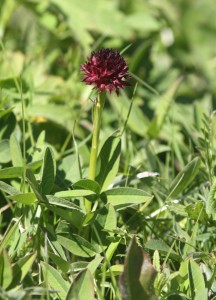 Brunkulla Nigritella nigra