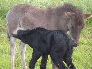 Djarfurfosokerdiaskvisa