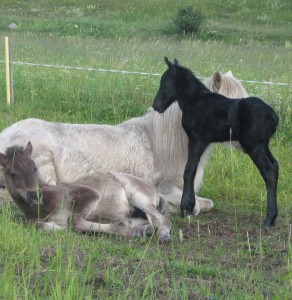 DjarfurnyfoddplusSkvisa