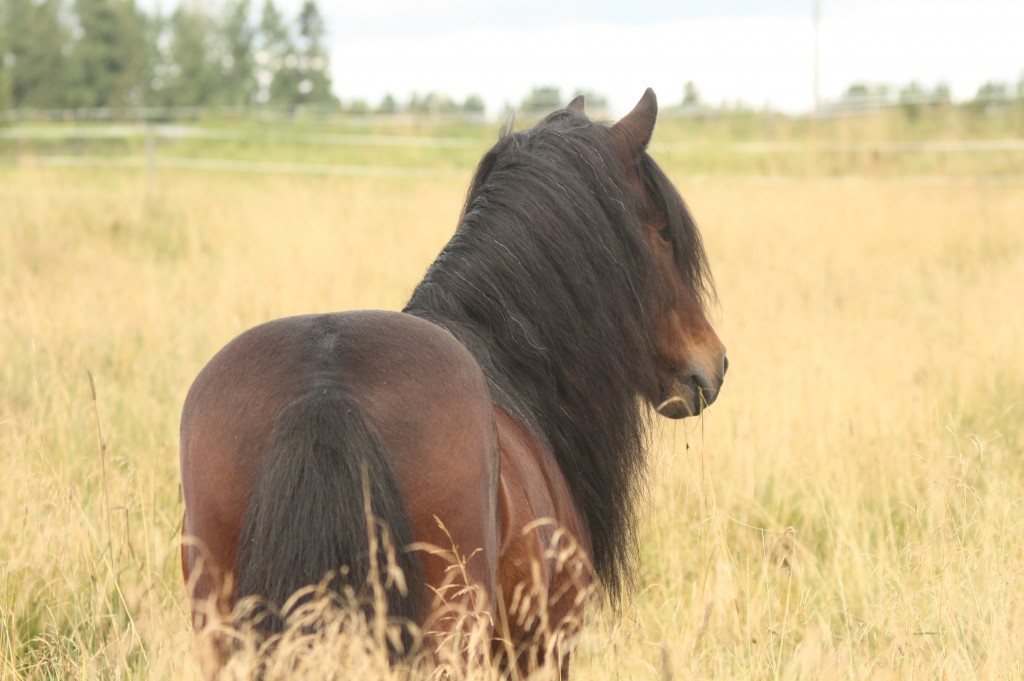 Garritittarefterston