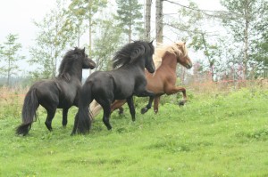 Hingsthagen2010Draumurmfl