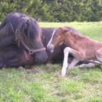 Nutidnyfodd Nutidnyfodd