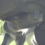 Skvisadiar Skvisa diar 2007