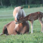 Snerpaofoletstar Snerpaofoletstar