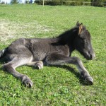 Snilldsfolvilar Skvisa första sommaren