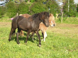 SnotraSamtid veifla2004