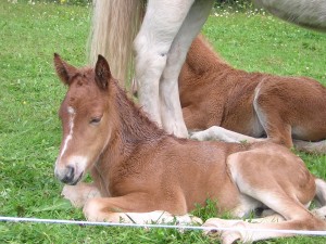 StolturmedsinnyamammaDad