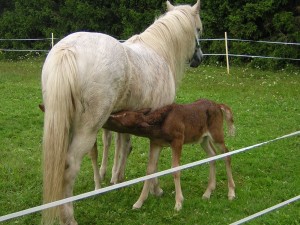 StolturoDraumurdricker