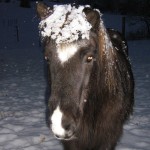 Tvistur med sno i luggen