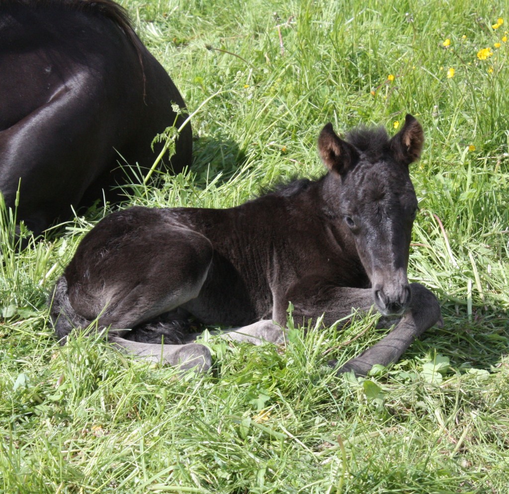 kolravilar2010folhems