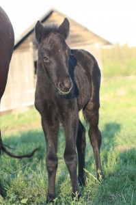 nattrosframifran2010