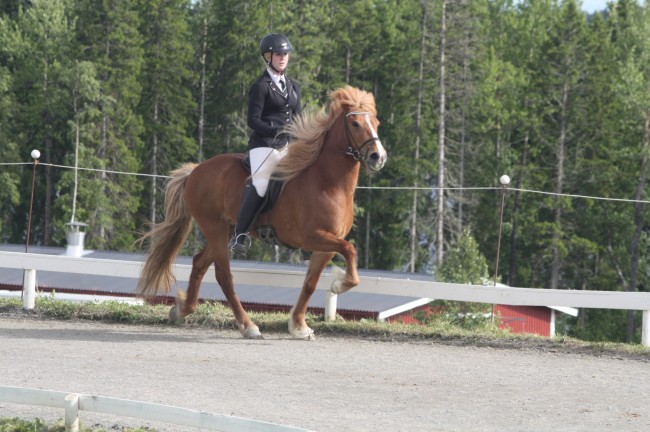 nutid Nútid på Norrländska med Dagga i femgång och tölt!