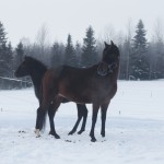 Maliatittar Maliatittar