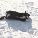 frassesmage frassesmage