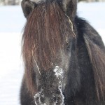 oskadishuvud oskadishuvud