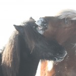 oskadisosoleybrakar Óskadís och Sóley