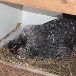 perlaruvar perlaruvar