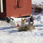 Snovitohonorna Snovitohonorna