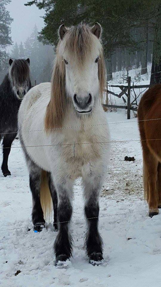 12721986_1028644547209093_1777794324_n