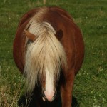 snerparund2010 snerparund2010