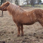 OLYMPUS DIGITAL CAMERA Elding 31 okt 2013