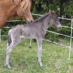 eldrositradgarden Eldrós 2008