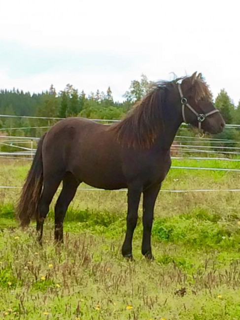 12144857_1066322216711415_8819965893059505014_n