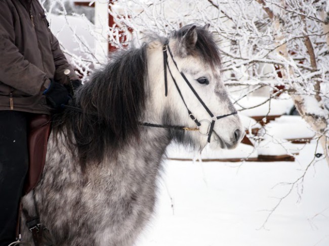 Kopia av Kopia av P2141698