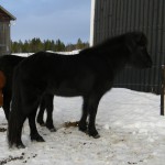 Toredotter Toredotter